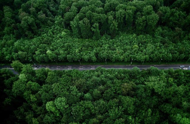 A road running through a forest